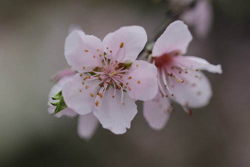 flower  peach tree  spring