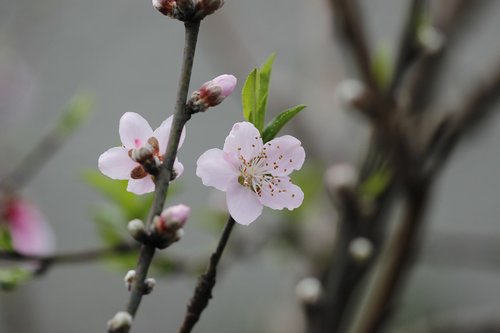 flower  peach tree  spring