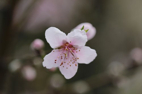 flower  peach tree  spring