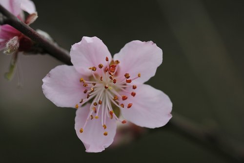 flower  peach tree  spring