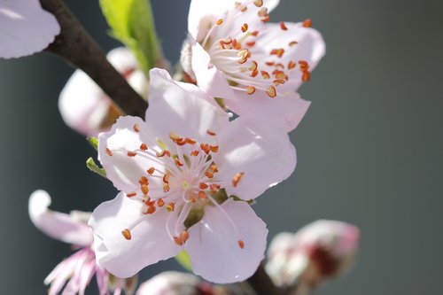 flower  peach tree  spring