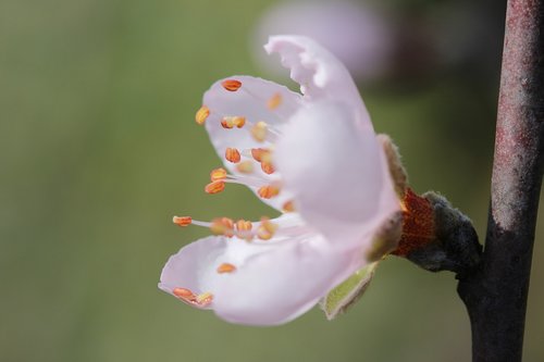 flower  peach tree  spring