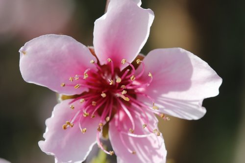 flower  peach tree  spring