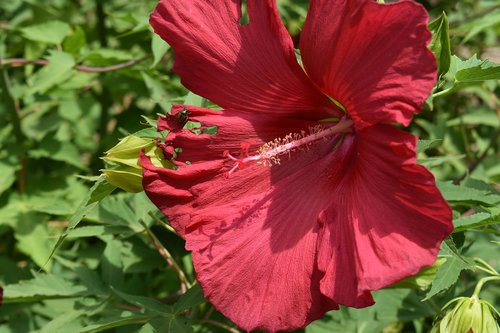 flower  red  bloom