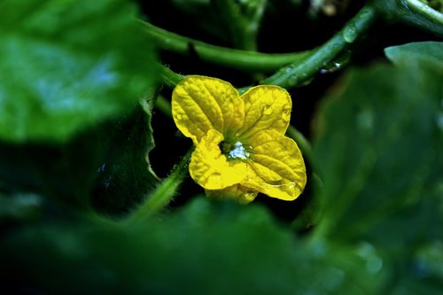 flower  nature  landscape