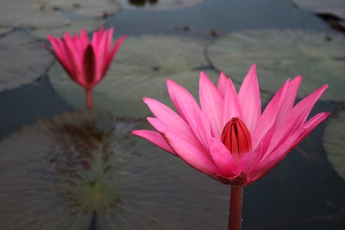 flower  rose  lake