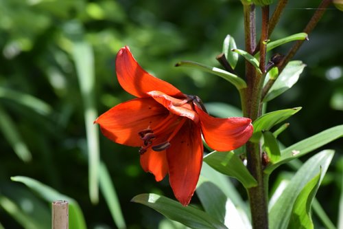 flower  plant  bloom