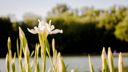 flower  garden  nature