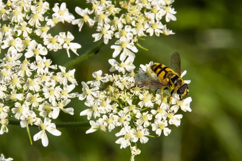 flower  wasp  nature