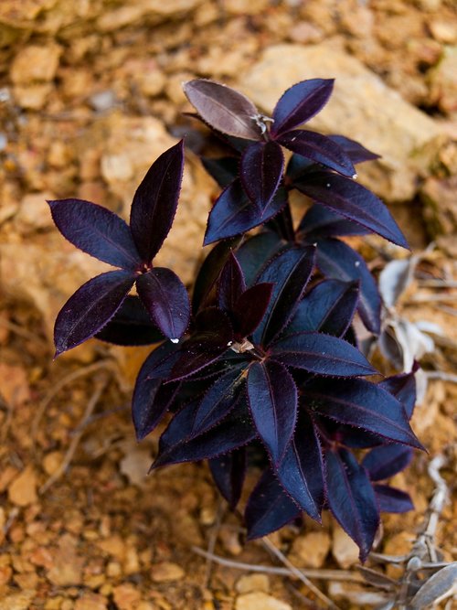 flower  purple  plant