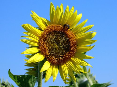 flower  sunflower  yellow