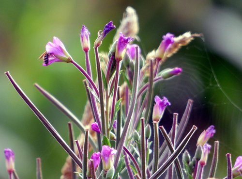 flower  wild  nature