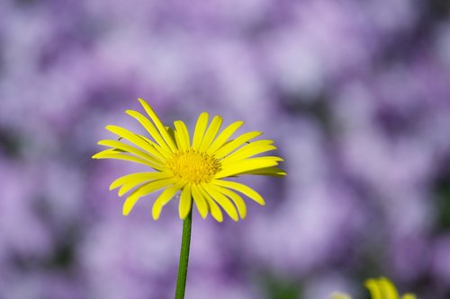 flower  nature  blossom