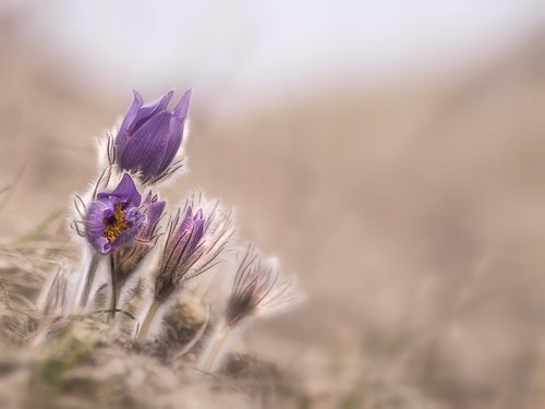 flower  spring  nature