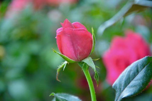 flower  pink  rose bud
