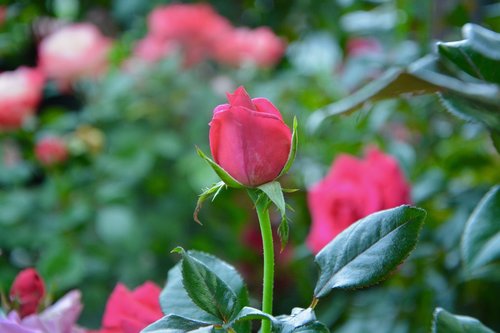 flower  pink button rose  rosebush