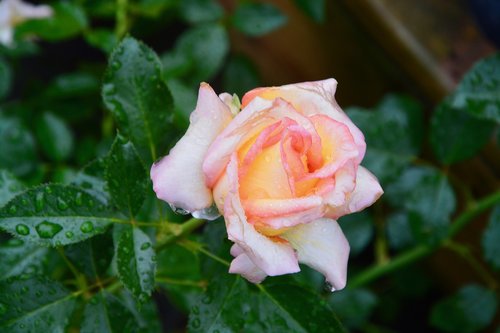 flower  rosebush  roses