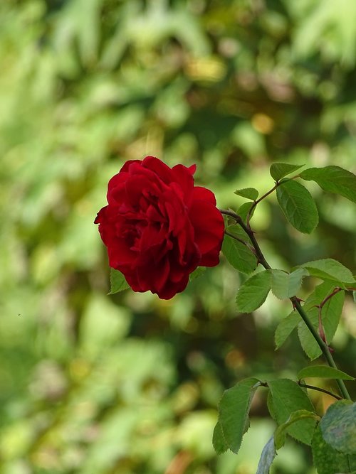 flower  rose  nature