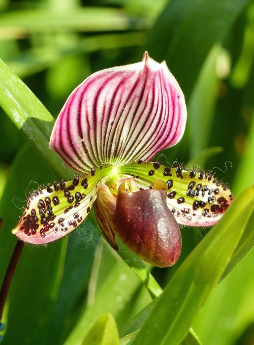 flower  shoe venus  orchid