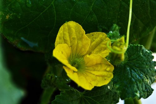 flower  bloom  yellow