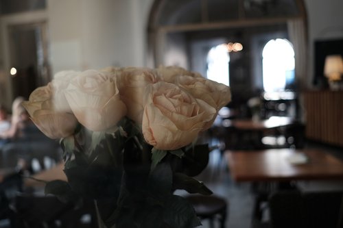 flower  flowers  café