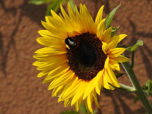 flower  sunflower  insect