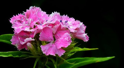flower  gożdzik stone  pink
