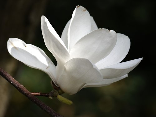 flower  white  magnolia