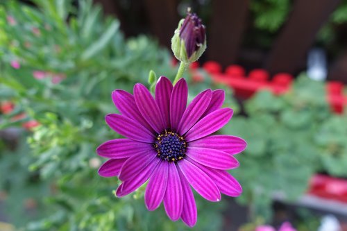 flower  close up  nature