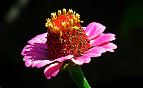 flower  zinnia  summer