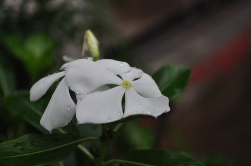 flower  white  watercress