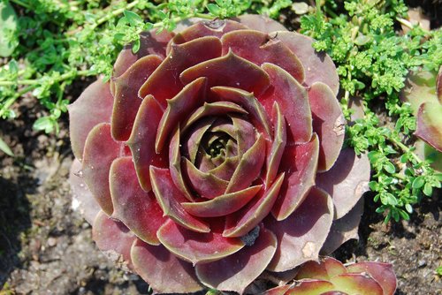 flower  stone rose  garden