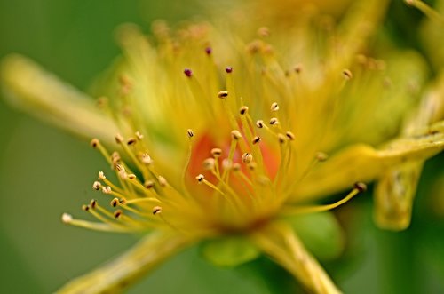 flower  bokeh  flowers