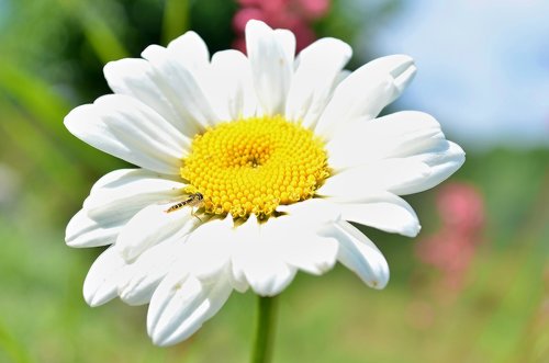 flower  bokeh  flowers