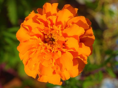 flower  orange  beautiful