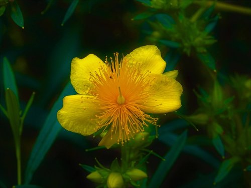 flower  yellow  beauty