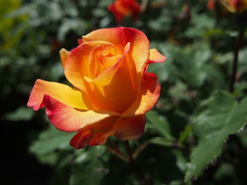 flower rose yellow
