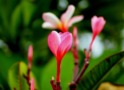 flower  plant  outdoor