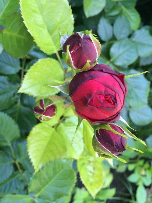 flower  rose  bud