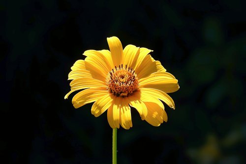 flower  yellow  the petals