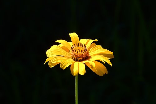 flower  yellow  nature