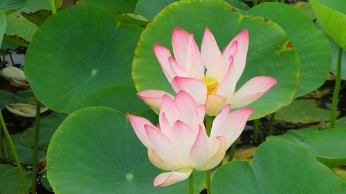 flower  lotus  pond