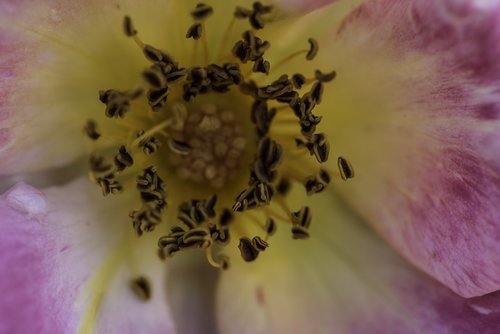 flower  petals  pollen