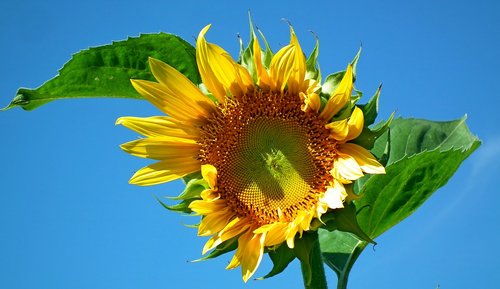 flower  sunflower  sky