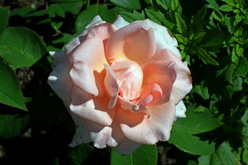 flower  rose  pink