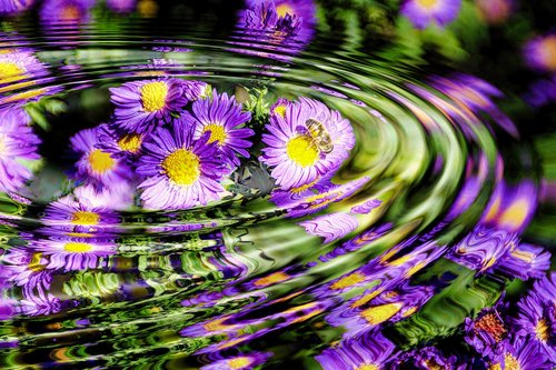 flower  nature  close up