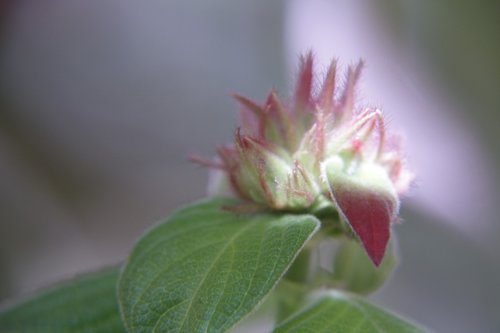 flower  cocoon  small