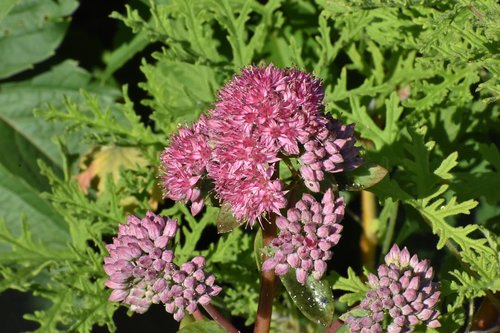 flower  beautiful  garden