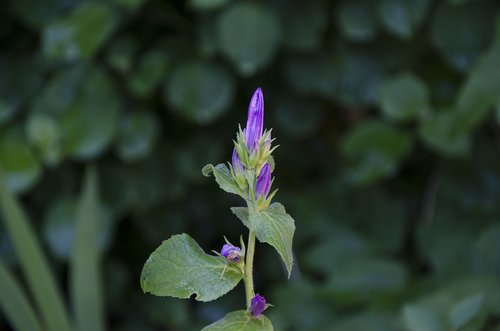 flower  violet  green