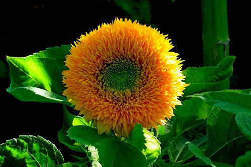 flower  ornamental sunflower  yellow